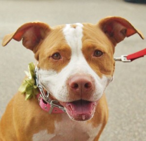 Harley - Pit Mix - 6-23-14_004