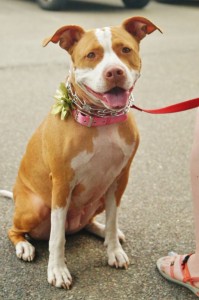 Harley - Pit Mix - 6-23-14_005