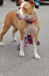 Harley - Pit Mix - 6-23-14_006