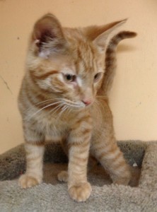 Weasley1 (592x800)