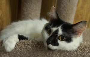 Amira