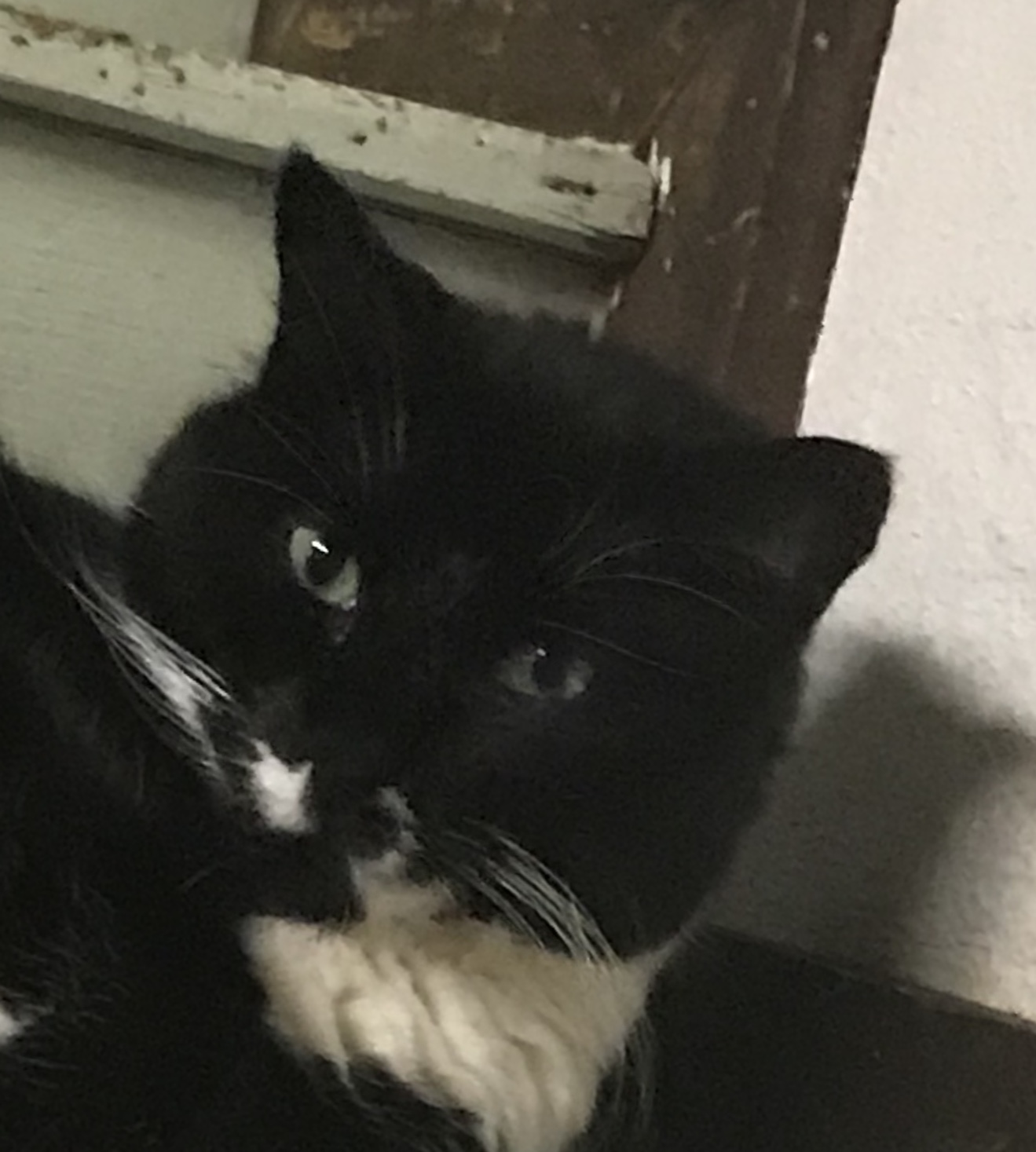 Rambo - Kitty Connection