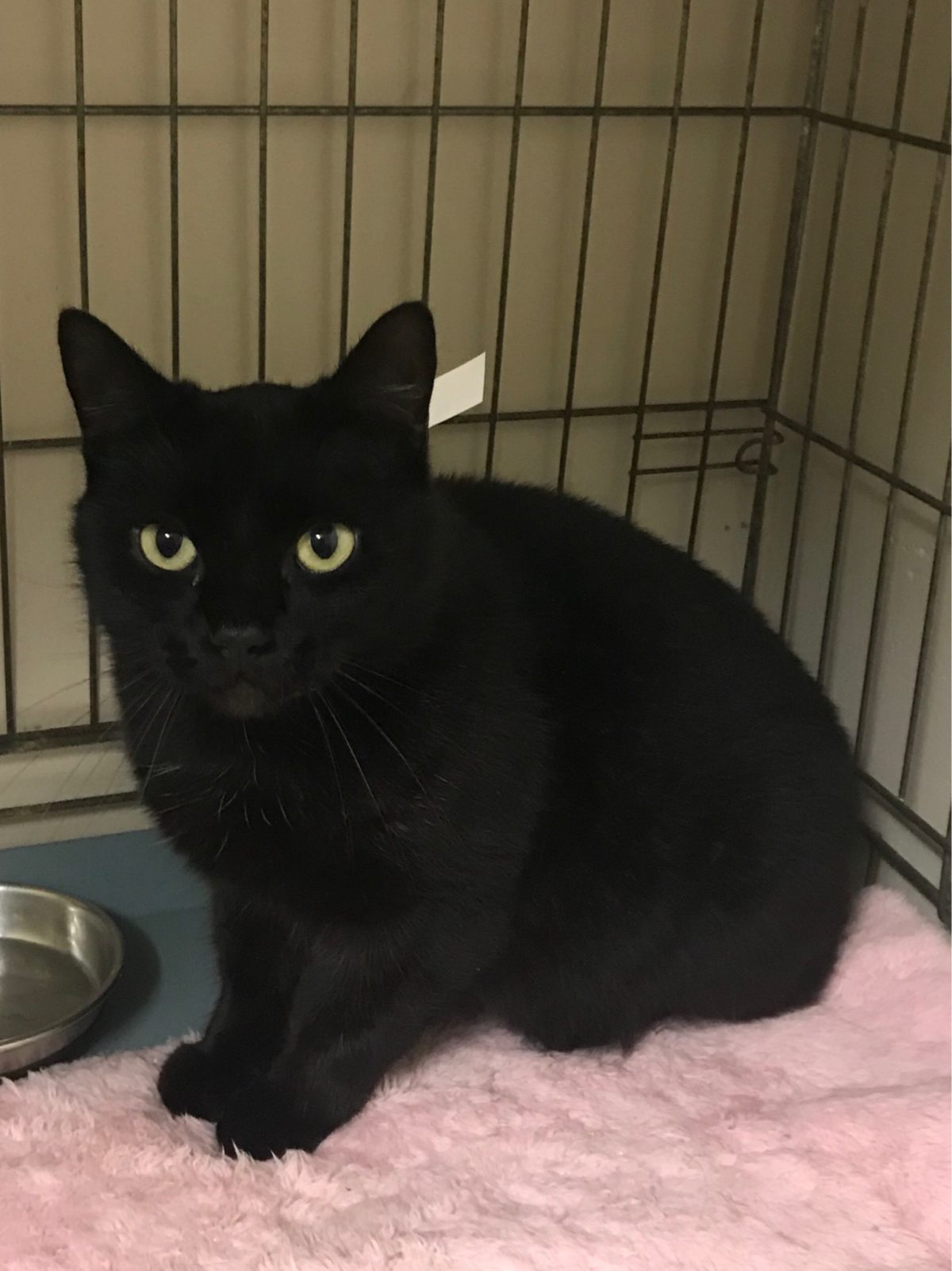 Cool Names For Black Cats With Green Eyes