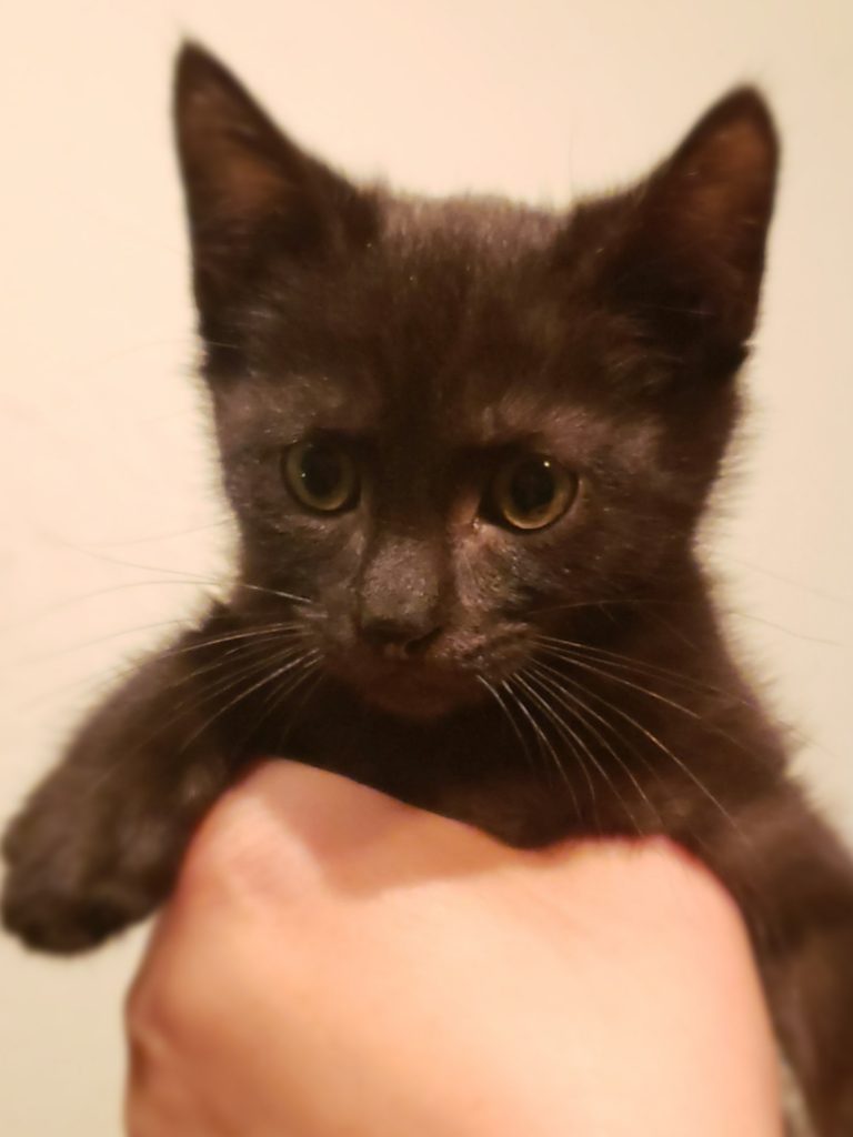 Solimal Kitty Sole - Kitty Connection