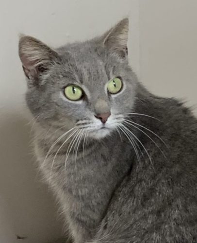 Belle - Kitty Connection