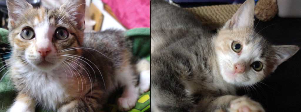 Calypso & Calliope