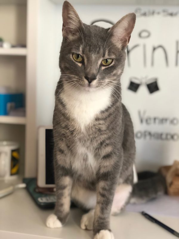 Murray - Kitty Connection