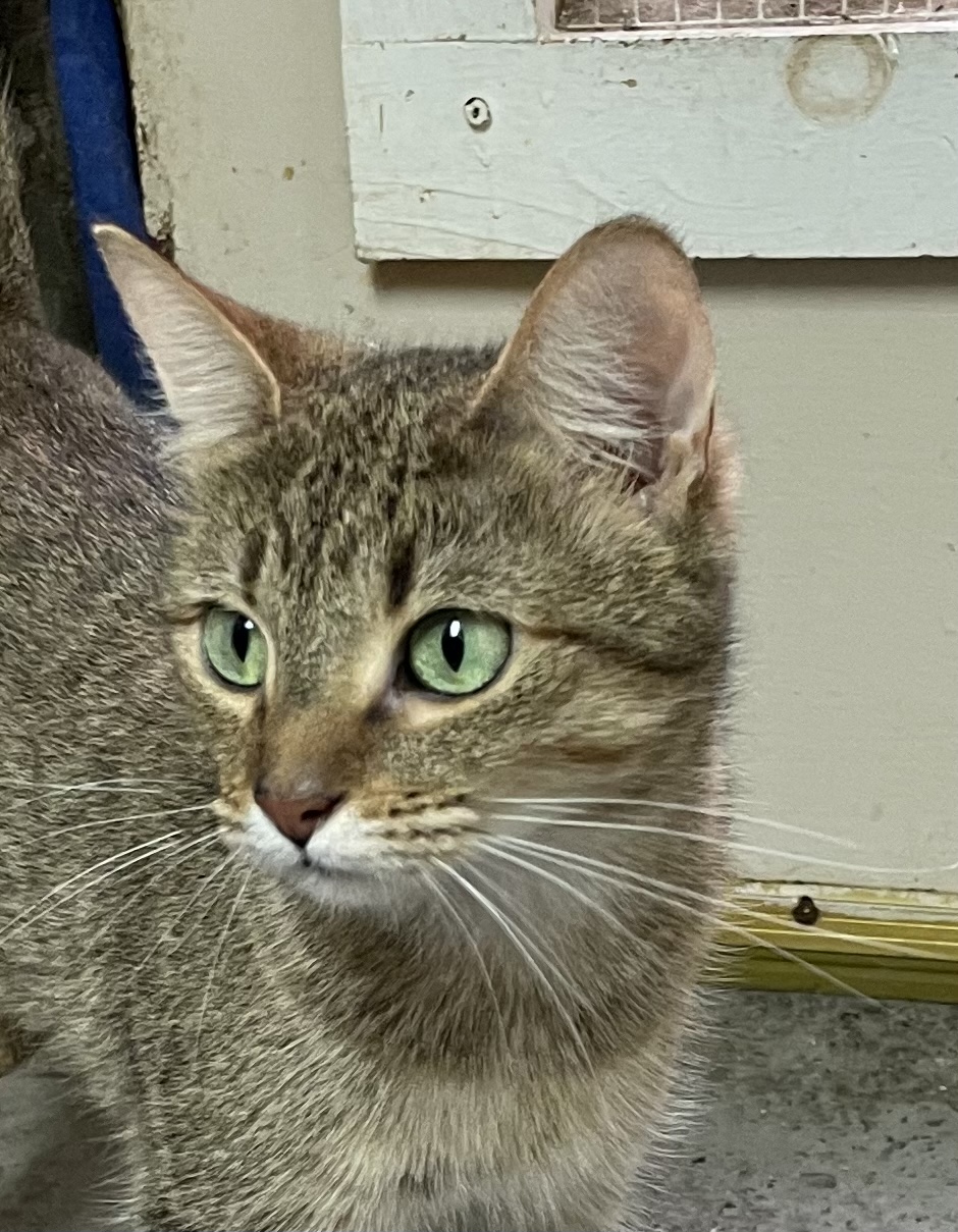 Bizzy - Kitty Connection