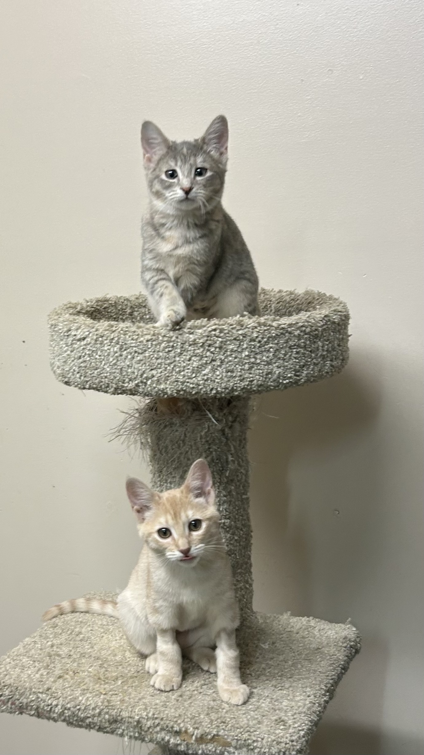 Anastasia And Evelyn Kitty Connection anastasia-and-evelyn-kitty-connection