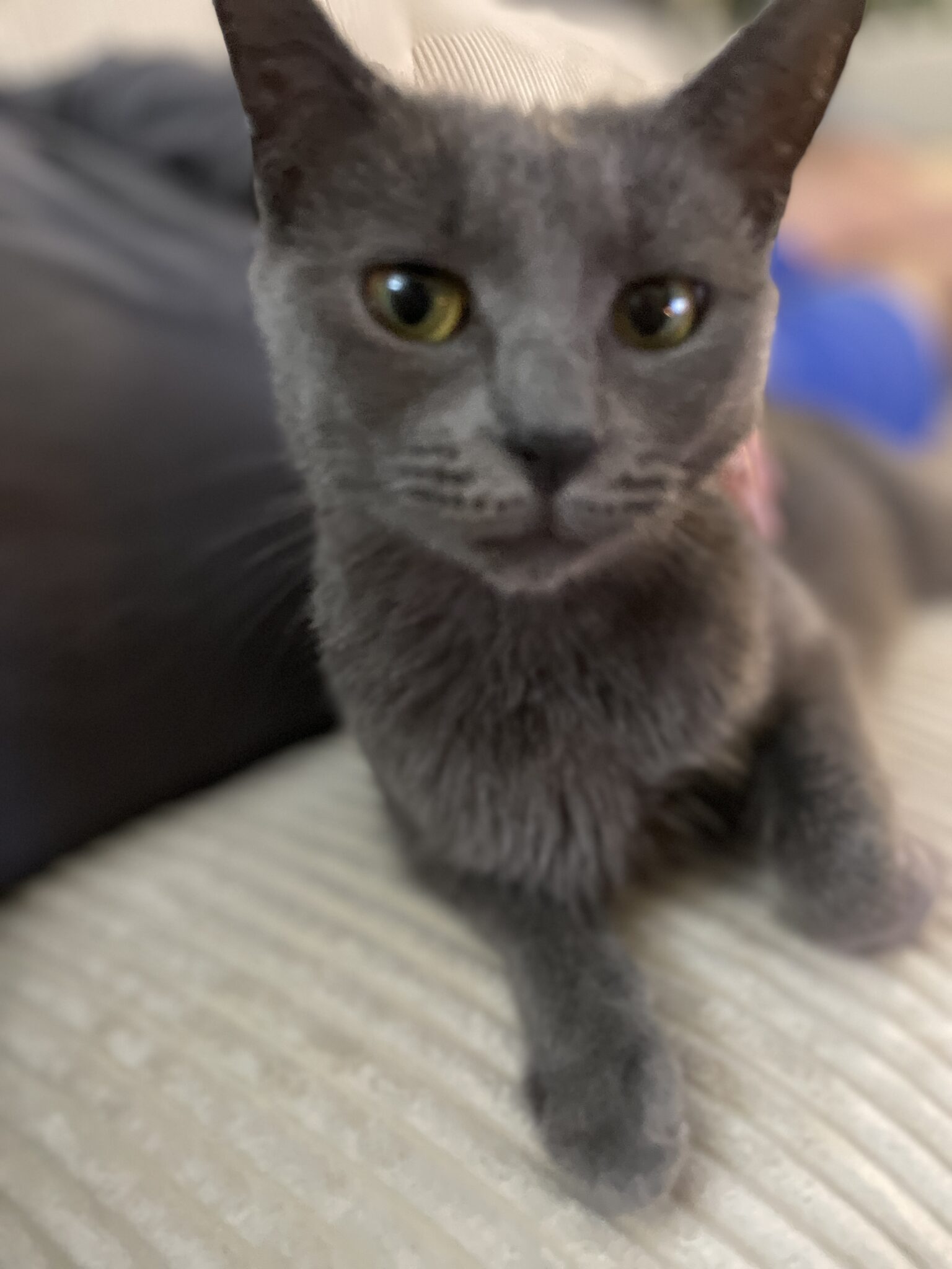 Pixie - Kitty Connection