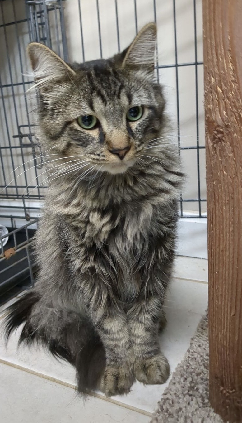 Fluffy - Kitty Connection