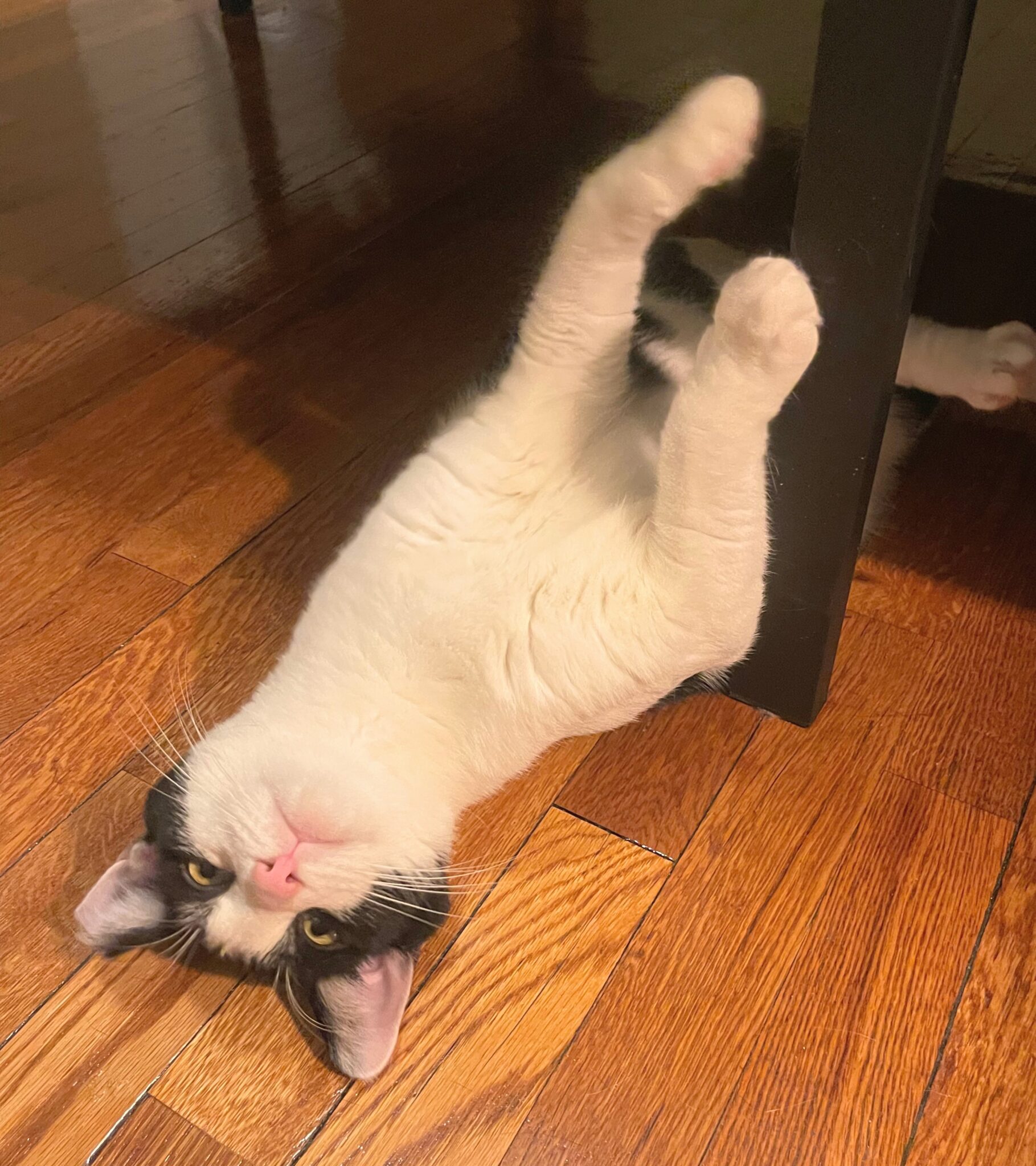 Rascal (Courtesy Post) - Kitty Connection