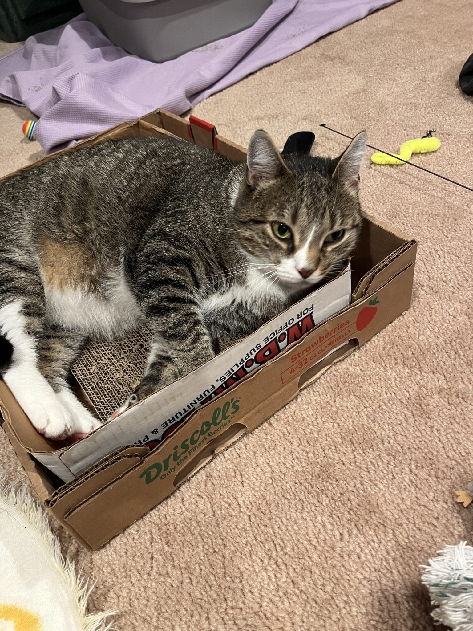 Fluffy - Kitty Connection