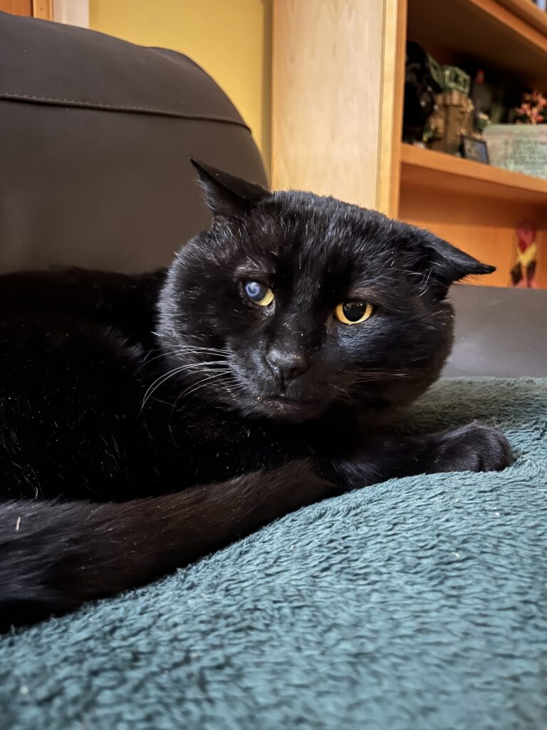 Midnight - Kitty Connection