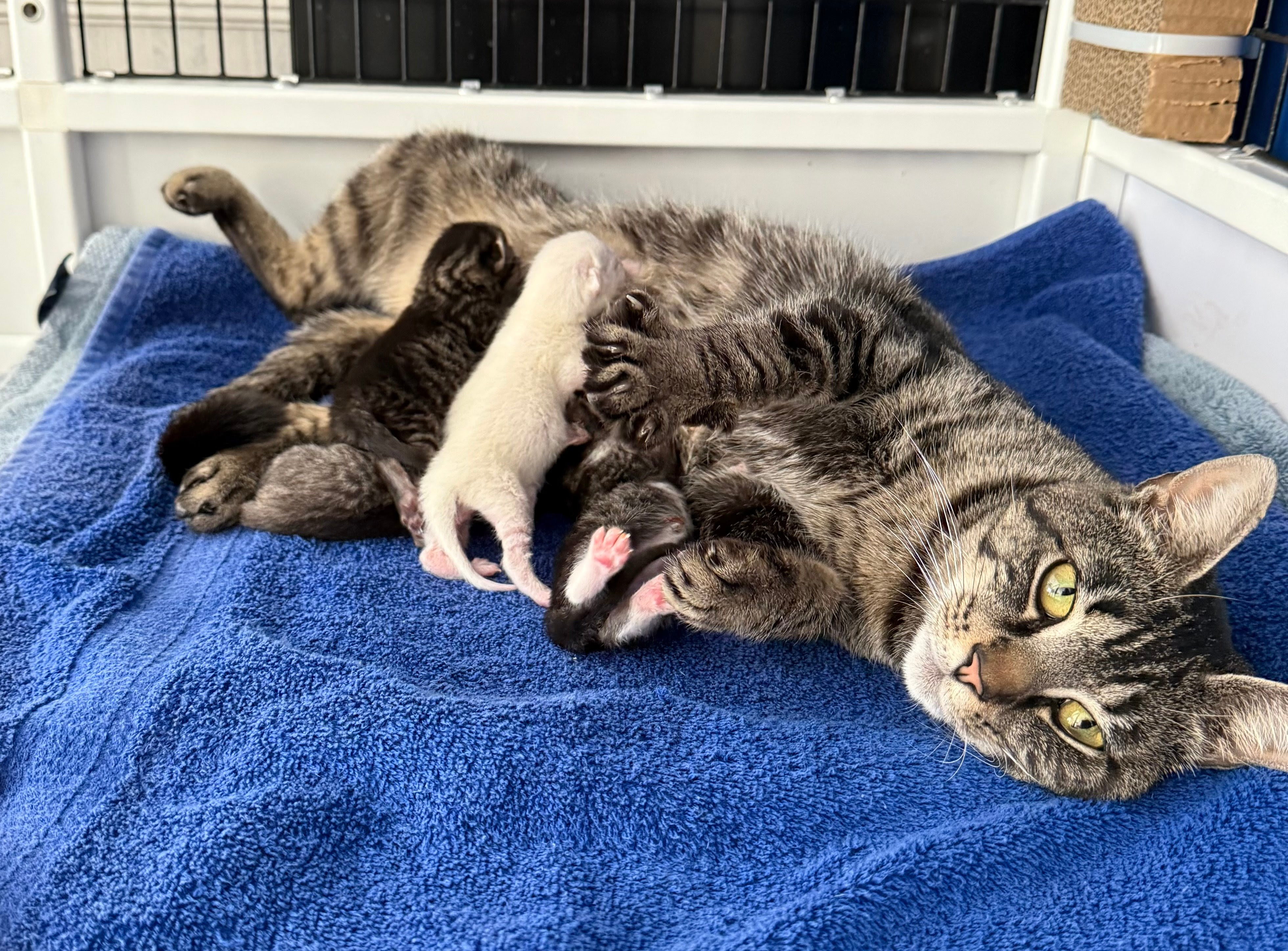 Rescued mother cat nursing her kittens.
