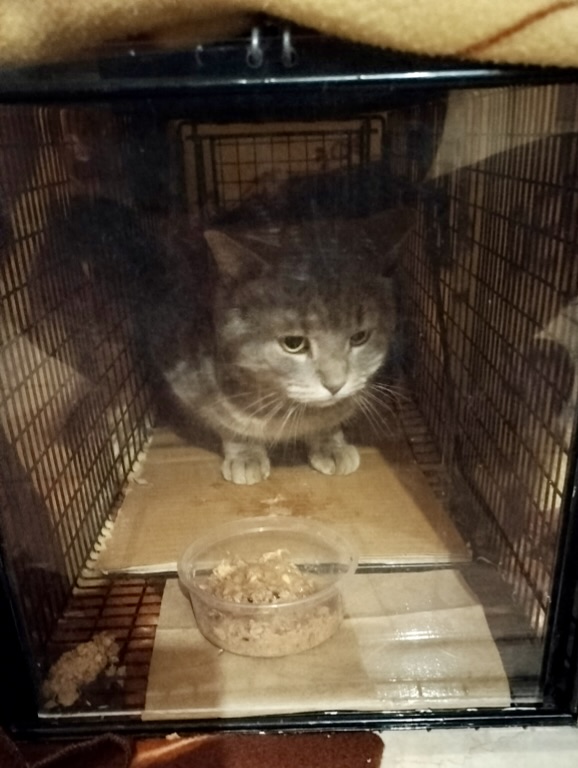 Sammy, a community cat, safely inside a humane trap with food during rescue.