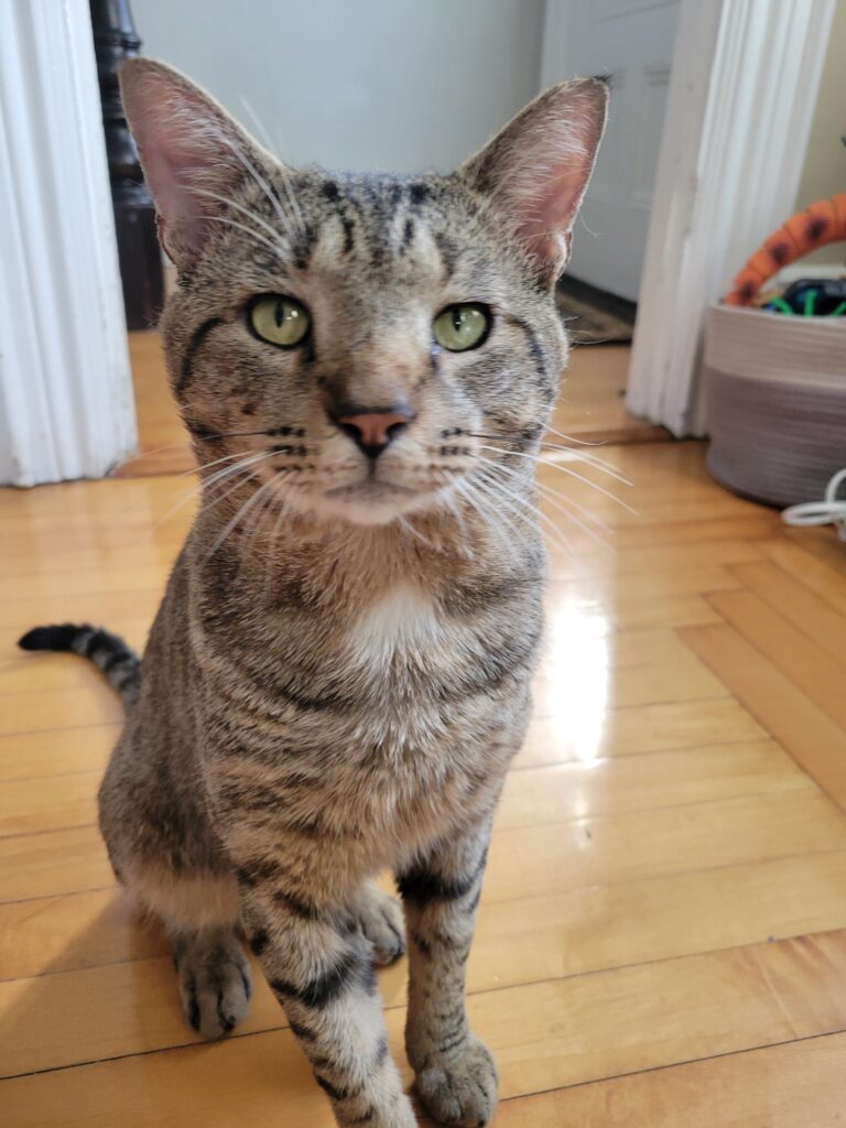 Chadwick - Kitty Connection